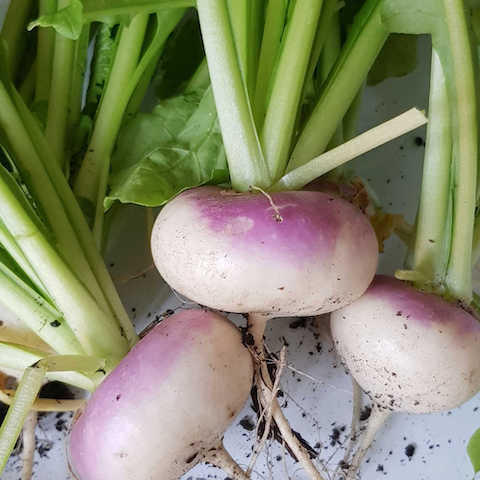 Maledi Fresh Frozen Turnips 500g  (Certified Organic)
